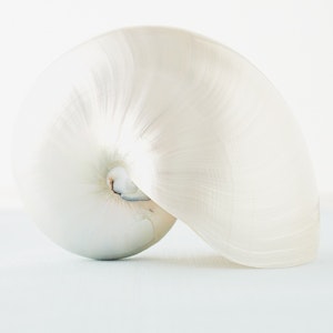 A pure white seashell
