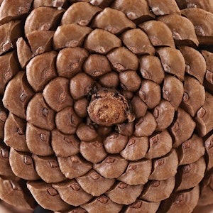 The unassuming pinecone found on the woodland floor seeds a new generation of trees. But greater than function is form, as it gives testament to the very nature and existence of God.

